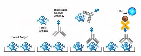 angiotensin ii elisa kit porcine|Porcine AGT (Angiotensinogen ) ELISA Kit .